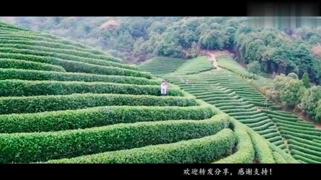 一曲《雅致茶音》美妙绝伦,荡涤心灵