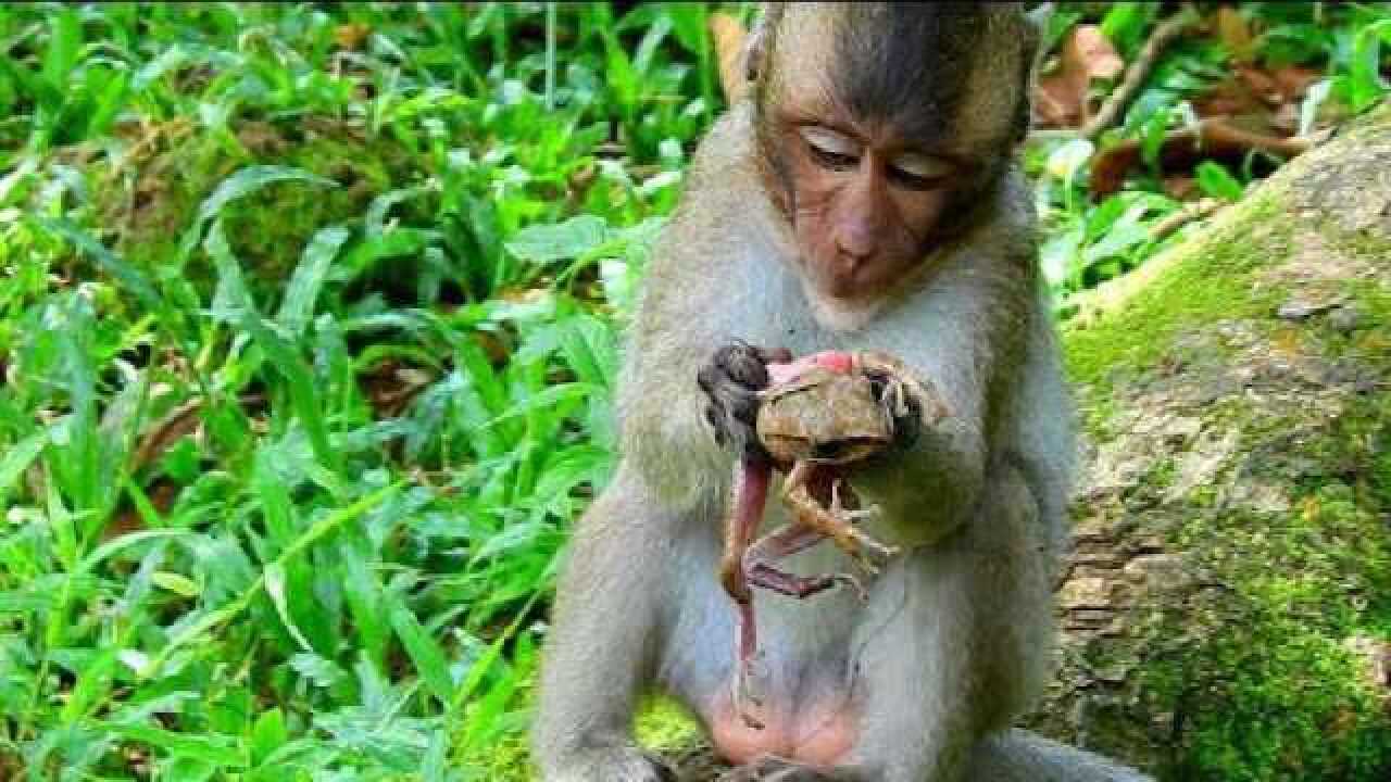 倒霉的青蛙被猴子抓住,下一秒游客直接懵逼了,镜头拍下全过程!