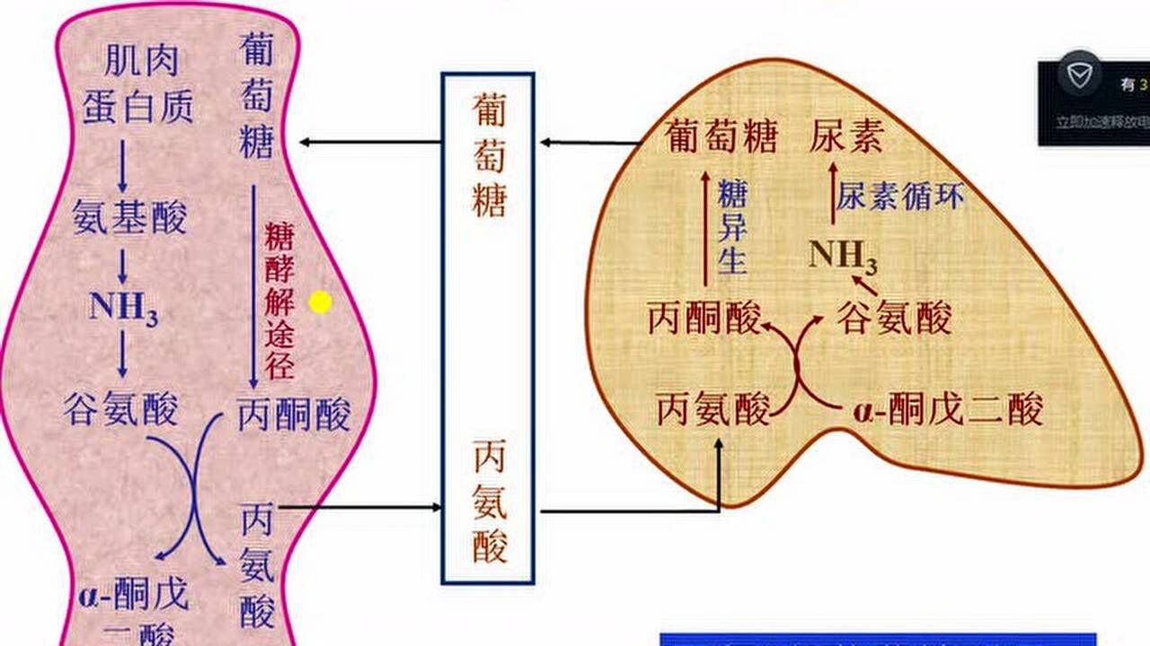 生化--蛋白质分解代谢