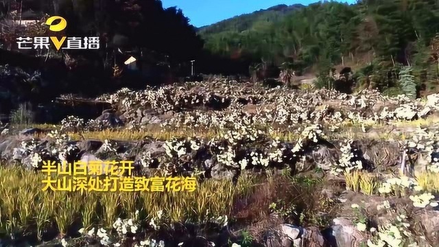 衡阳县:半山白菊花开 大山深处打造致富花海