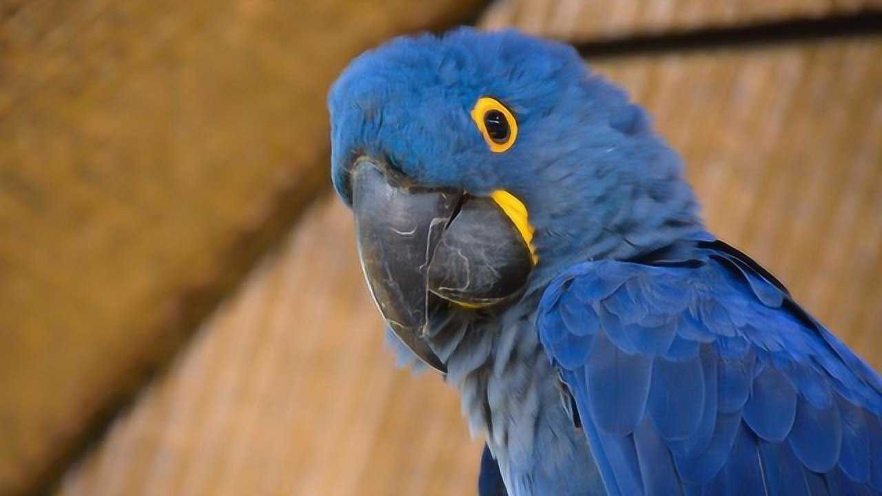 世界最大的鹦鹉紫蓝金刚鹦鹉体长1米多只有土豪才会养