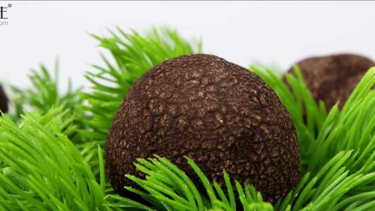 云南新鲜黑松露菌