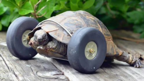 乌龟不小心失去前肢, 主人给它装上一对轮子, 跑的比以前还快了