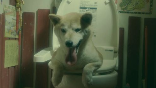 日本小伙死不瞑目，历经七次投胎，次次奇葩，投到狗胎简直太可爱