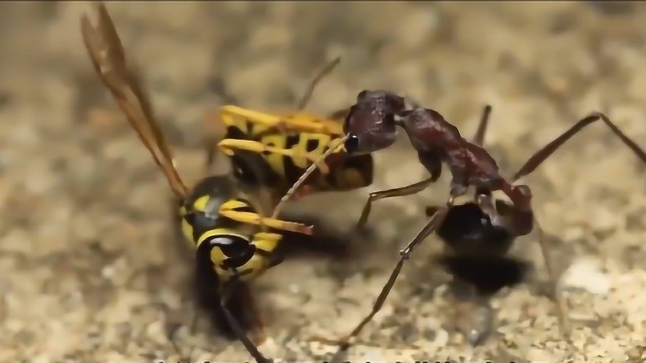 有一种蚂蚁超级凶猛名叫红牛头犬蚁与马蜂战斗将其打倒