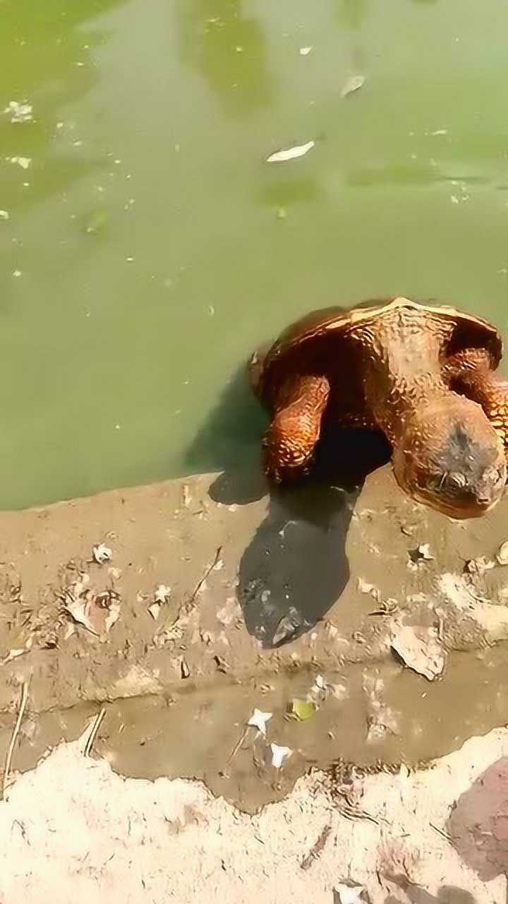 超强悍的鳄龟自己爬上岸来就为了吃这几口鱼