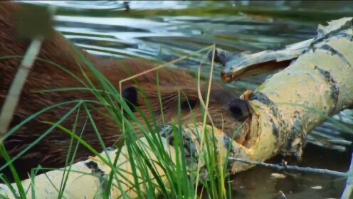 河狸看起来好像只是给自己修个水坝，却改变了周围的生态环境！