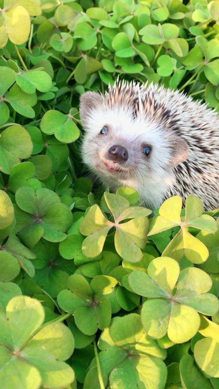 草丛中的刺猬仙 笑出两颗牙真丑