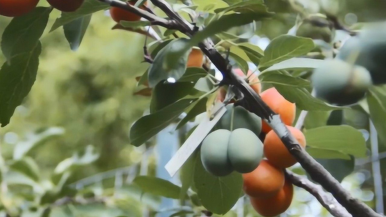 最牛嫁接技术,一棵树可以结40种不同水果?种几颗可以开水果店了