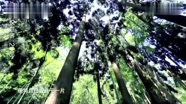 青城山,作为中国四大道教名山之一,群峰环绕,四季葱翠,很美!