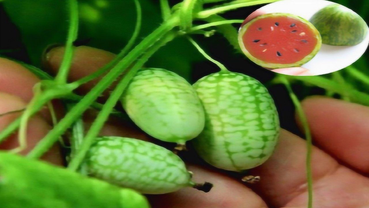 国外培育的"拇指西瓜",里面是啥样?切开之后颠覆认知!