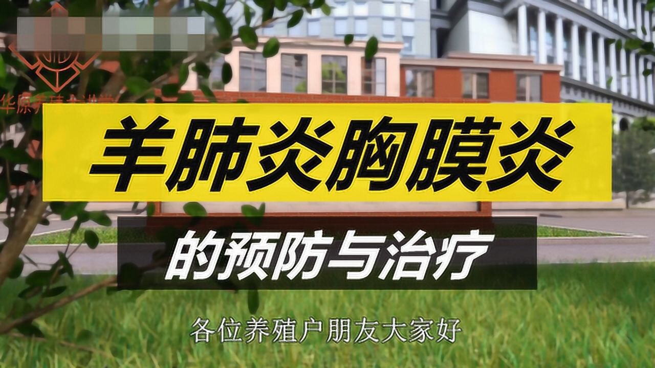 羊肺炎传染性胸膜肺炎烂肺病_高清1080P在线观看平台_腾讯视频