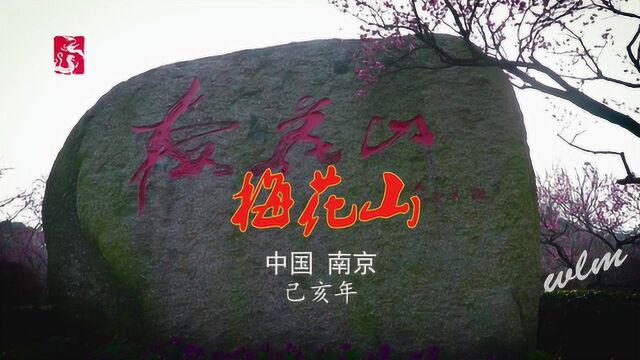 天下第一梅山,四大梅园之首,南京明孝陵梅花山