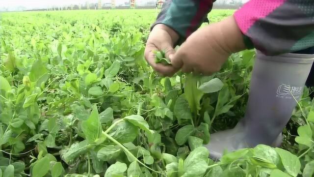 荷兰豆苗“身价”高,摘1斤就能赚3块,一天下来掐100多块钱!