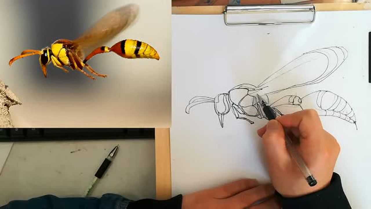 小孩如何画细腰蜂