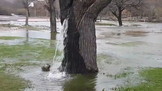 世界上会“喷水”的树,几十年没停过,这些水是哪来的?