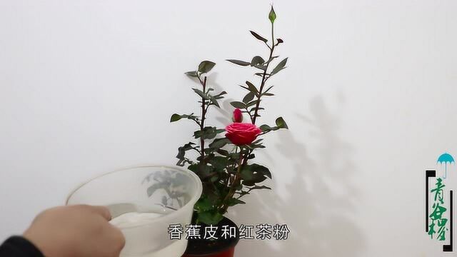 月季花颜色浅淡?喂点“特调水”,花朵颜色更加鲜艳