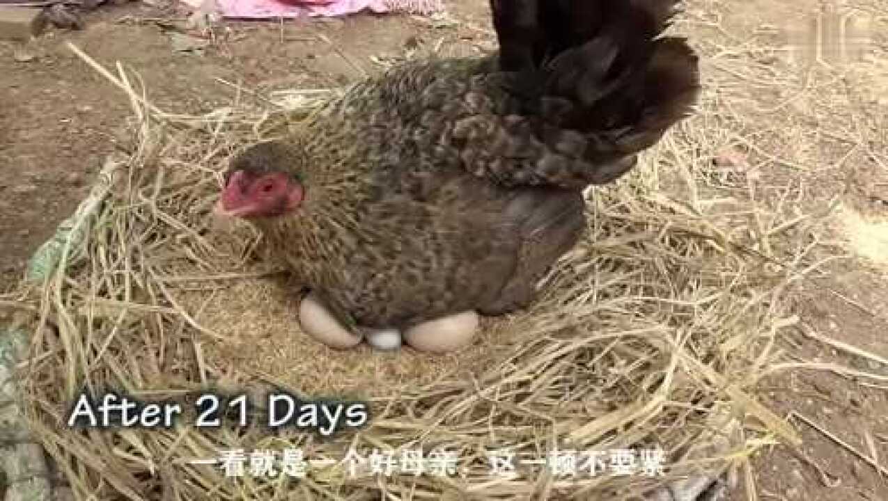 母鸡孵蛋的全过程，当小鸡破壳而出的那一瞬间，实在太卡哇伊了！_高清