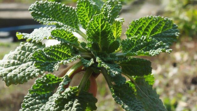 农村常见的野草,被叫做“草蛤蟆”,名字虽丑,用处可不少!