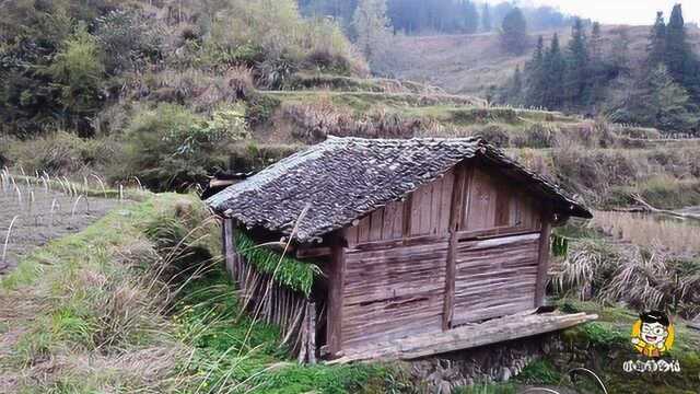 实拍大山里的牛棚,看到这样的情景,你会想到小时候的田园生活吗