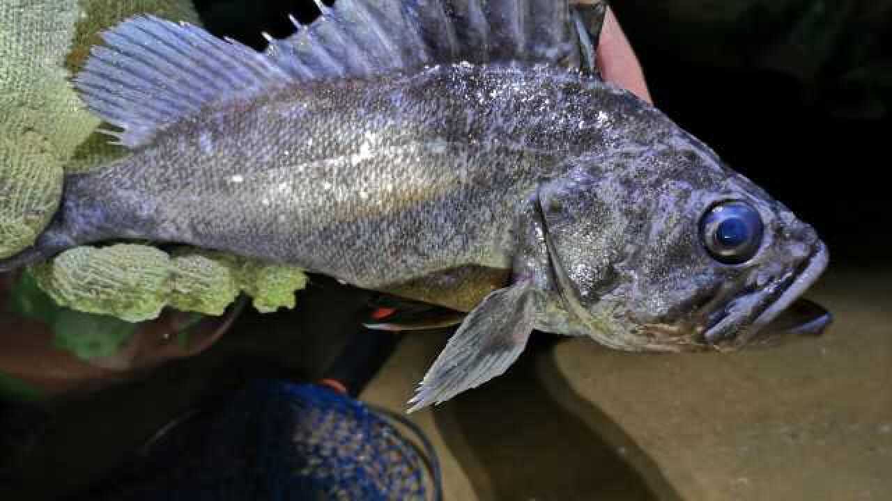 小伙晚上赶海水坑里抓到野生黑头猪嘴鱼,高兴坏了,刺少肉多的海鱼