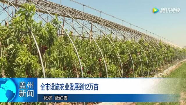 大赞!设施农业成就盖州农民致富梦想