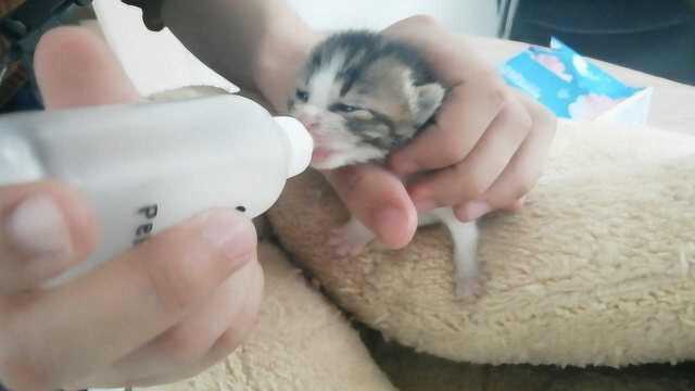 程序员救助3只被遗弃奶猫,公司“猫奴”轮流照顾