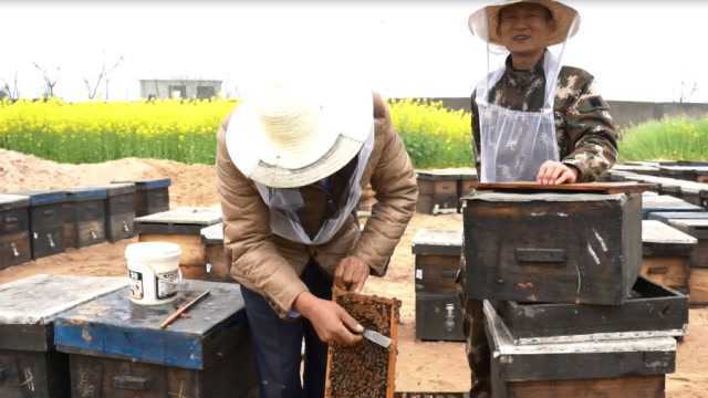 蜂农春季的当务之急:培育蜜蜂下一代,一个视频带你看完蜜蜂的一生