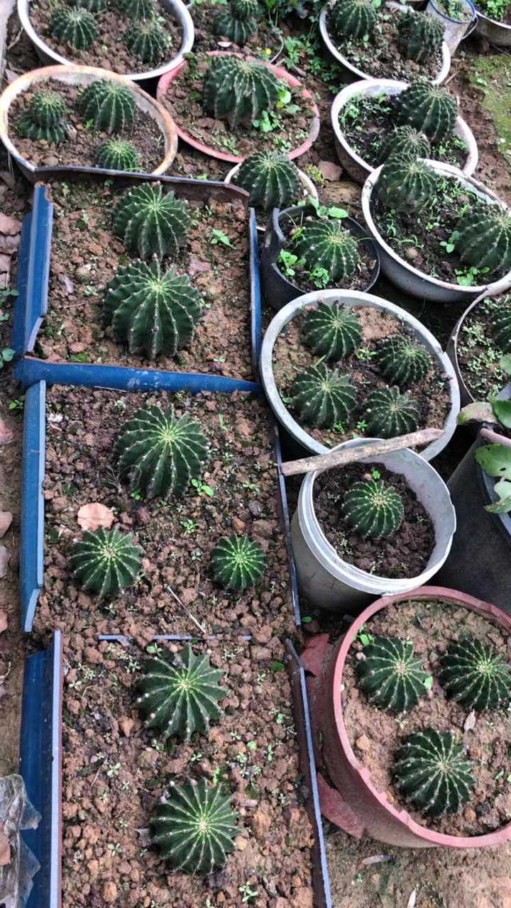 你永远不知道我家有多少仙人球!别名:天鹅蛋