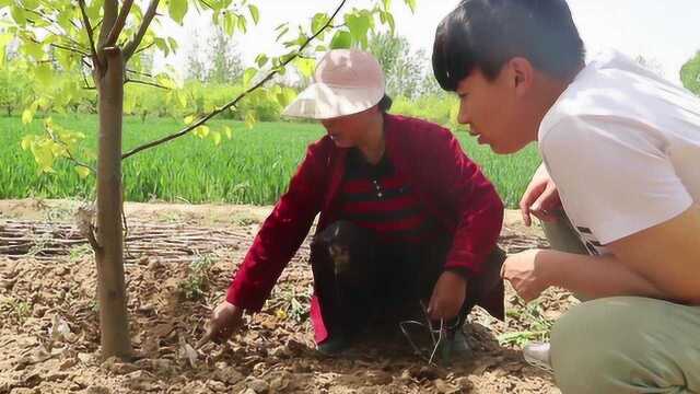 农村大妈种植糖梨,连年亏本,说出来太心酸了