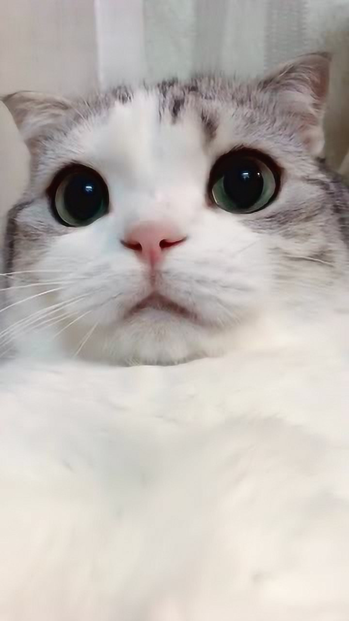 泡芙猫表情包眼睛图片