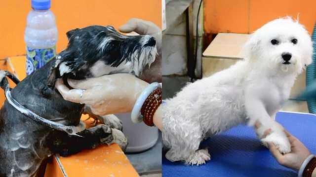 萌化了!济南开展犬只领养活动,20多只狗狗寻新家