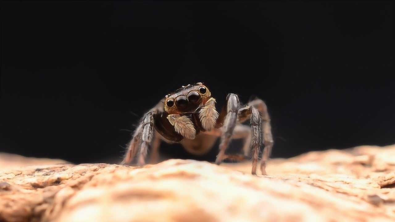 蜘蛛中的奇葩,六眼沙蜘蛛捕食全过程,看完强迫症被治愈了!