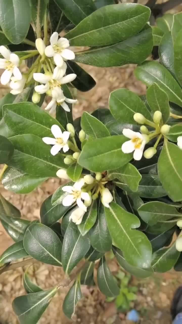 光叶海桐花清香宜人