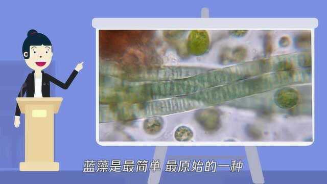 蓝藻属于原核生物种类吗?