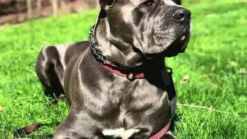 世界第一护卫犬卡斯罗犬完美的家庭伴侣犬