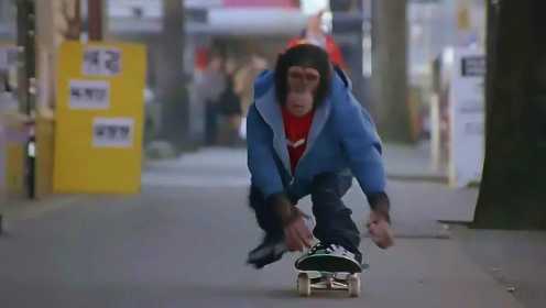 一只猩猩不但是冰球冠军，还是滑板高手，比人还聪明