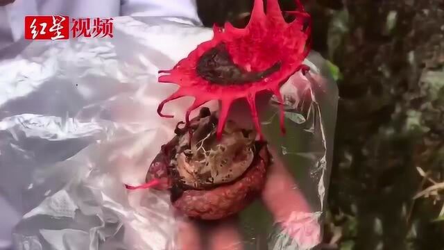 川南深山现罕见红星头菌 长相惊艳像海葵