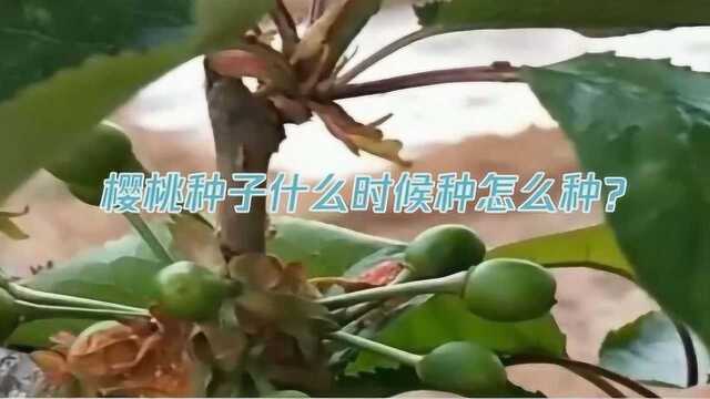 樱桃种子什么时候种怎么种?