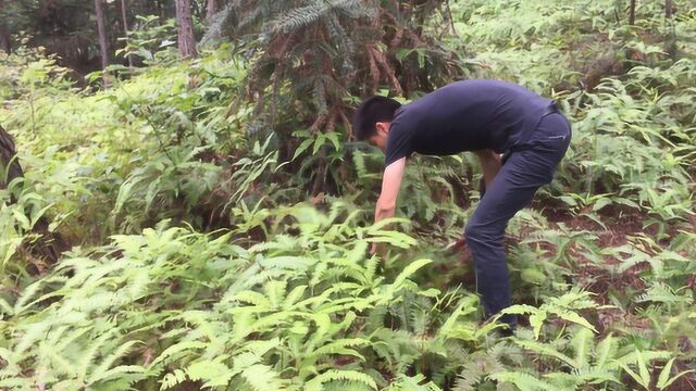 农村漫山遍野都是这种野草,虽然长得很普通,但用处却非常多