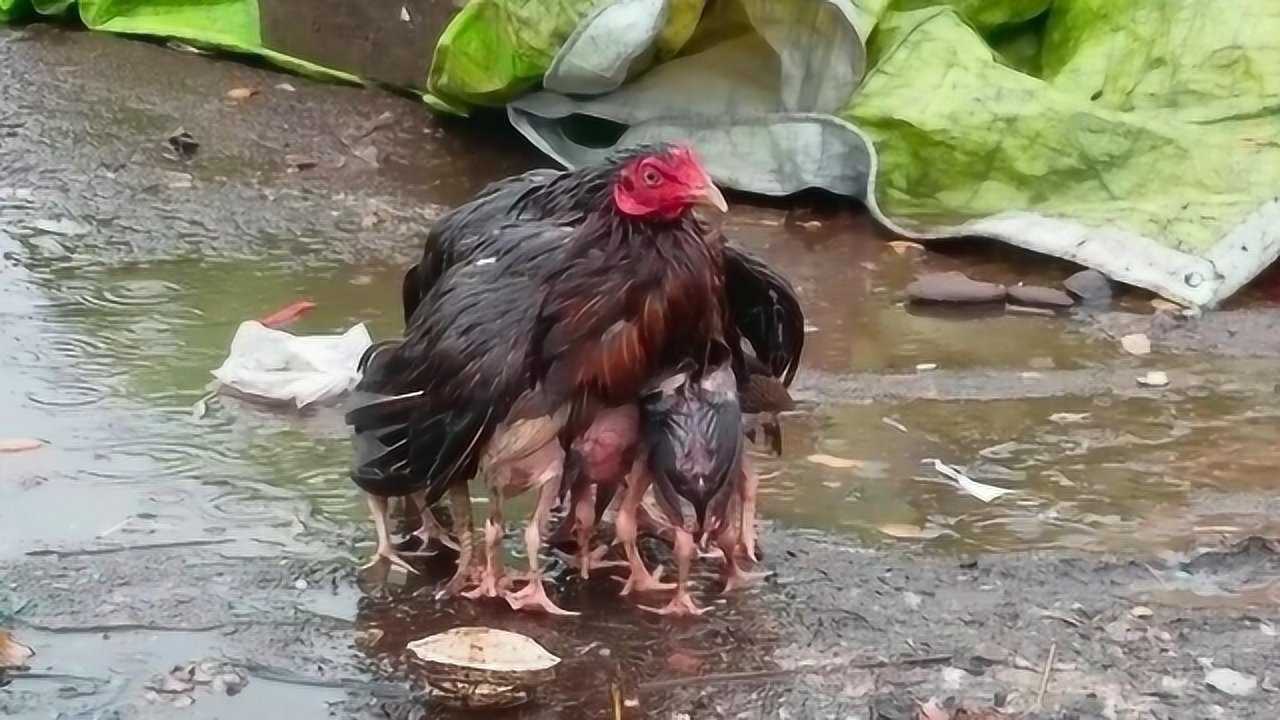 大雨中鸡妈妈张开翅膀,为孩子遮风挡雨,画面看了令人感动