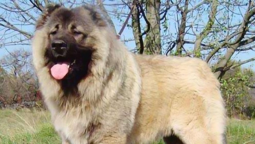 高加索犬和藏獒 生死决斗30秒!