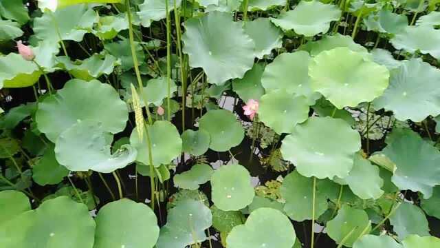 校园里的荷塘美景.拍摄于四川大学望江校区.