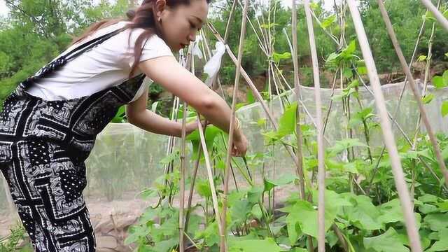 自己在家也可以种黄瓜,瓜秧如何打理记住这几点,你也可以种植!