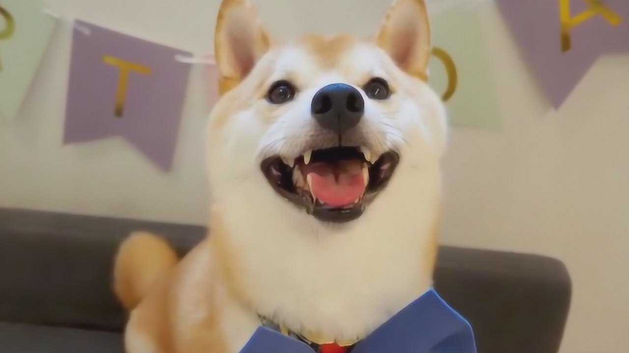 柴犬看着主人抢自己的玩具就龇牙咧嘴的主人活腻歪了是吧