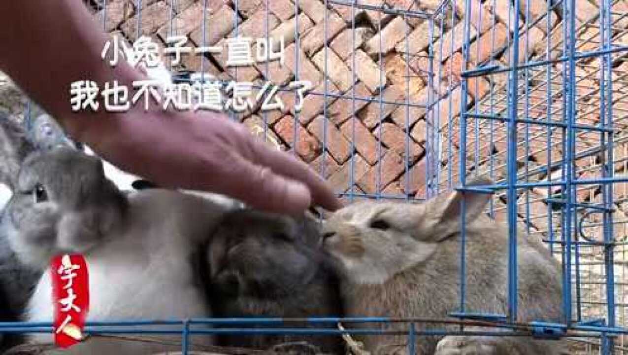 兔子的叫声是什么样的这一只小兔子一直叫叫个不停