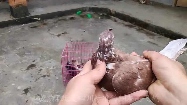 周末有空终于把鸽友们要的四川高飞鸽抓回来啦,铜灰高飞漂亮吧?