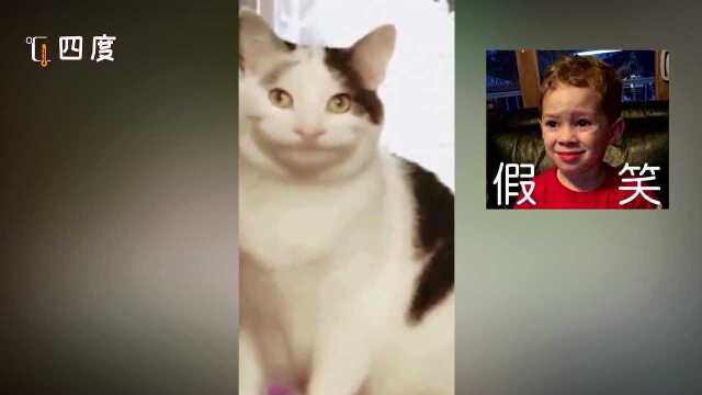 猫界也有“假笑男孩”了! 微微一笑不输原版 看你pick谁?