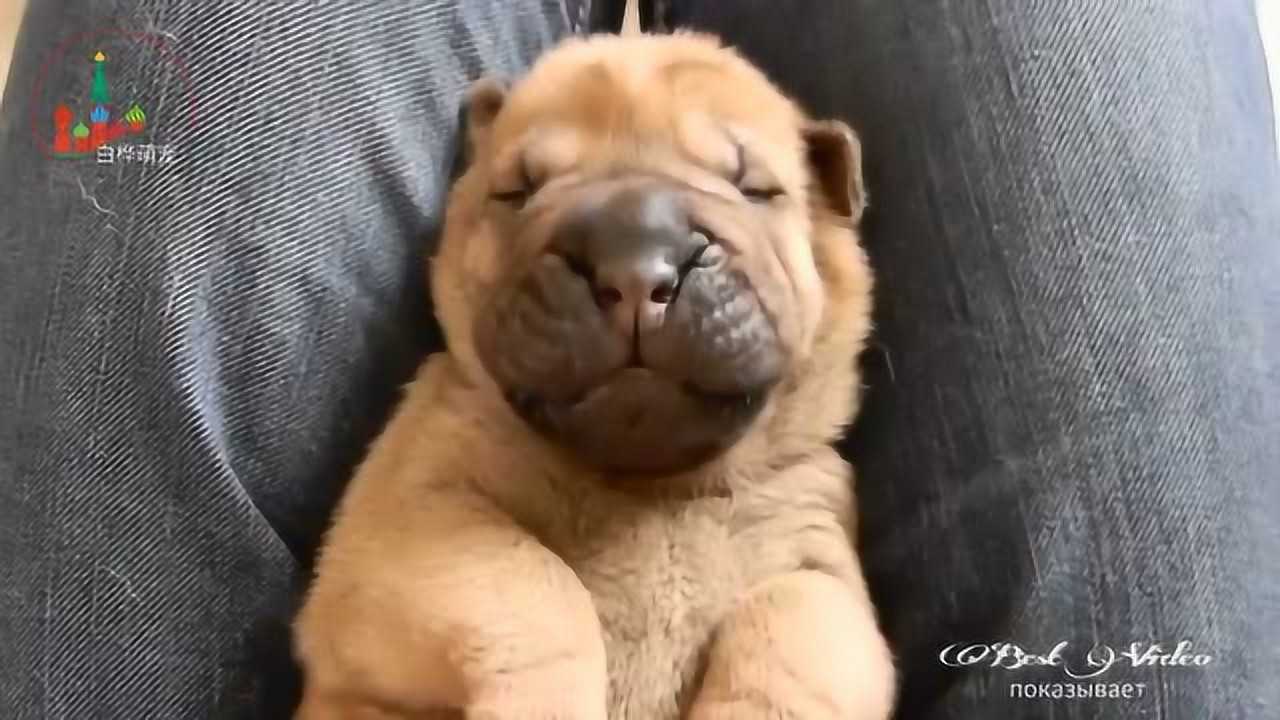 小沙皮狗的呼噜声太逗了好像一台迷你发电机