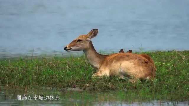 中国珍稀物种:海南坡鹿,雌鹿每天竟用一半的时间来进食?